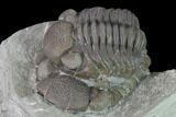 Bargain Eldredgeops Trilobite Fossils - Silica Shale #137267-5